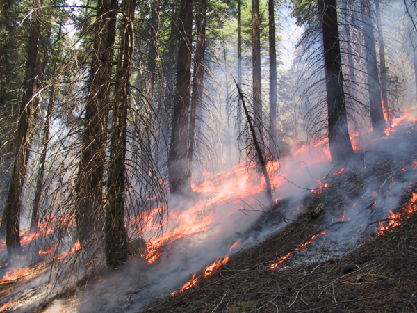 wildland 1